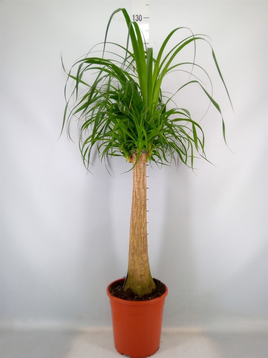 <h4>Beaucarnea recurvata</h4>