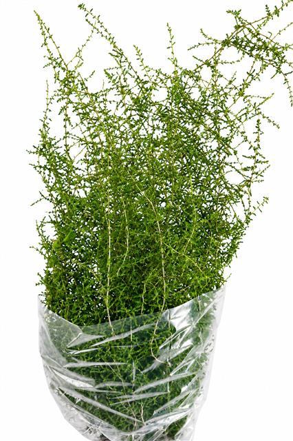 <h4>Asparagus Wilde</h4>
