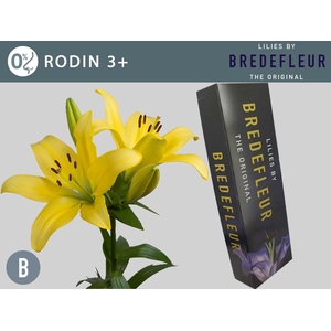 LI LA RODIN QUALITY BOX 3+