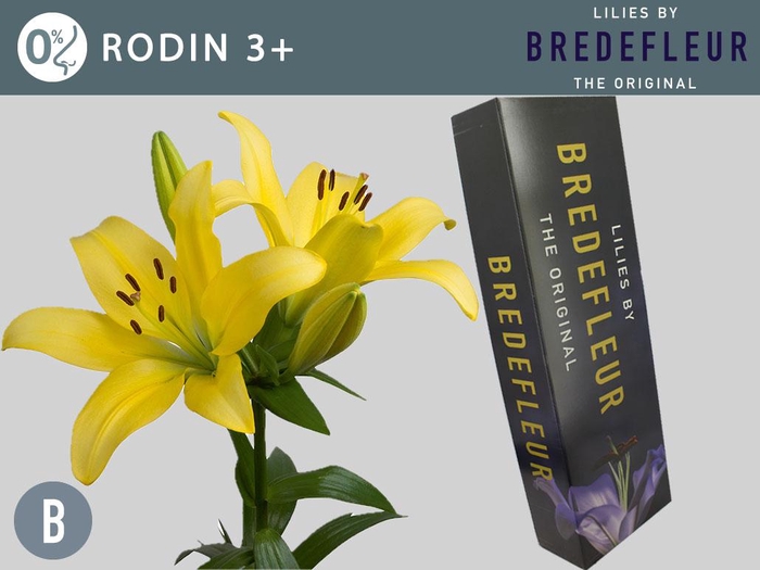 <h4>LI LA RODIN QUALITY BOX 3+</h4>