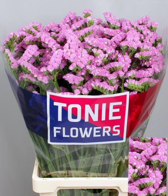 <h4>LIMONIUM SINUATUM 'ROSELLA SUN BIR'</h4>