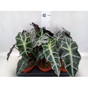 Alocasia amazonica 'Polly'