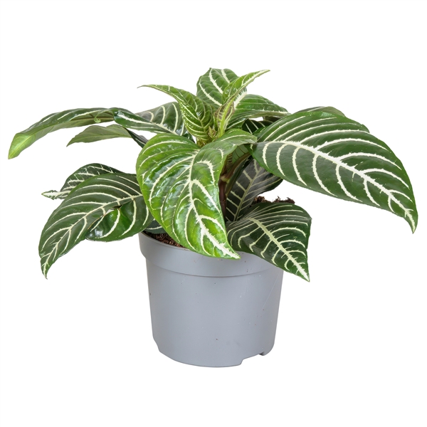 <h4>Botanica Aphelandra Green</h4>