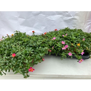 PORTULACA