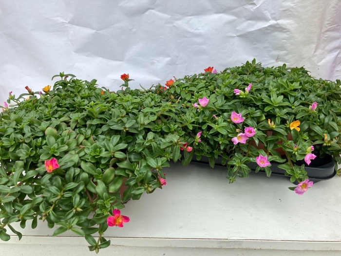 <h4>PORTULACA</h4>