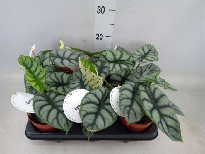 <h4>Alocasia   ...</h4>