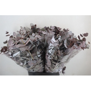 Euca Cinerea Short Red Abs 150gr P Bunch
