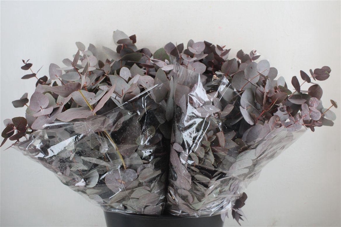 <h4>Euca Cinerea Short Red Abs 150gr P Bunch</h4>
