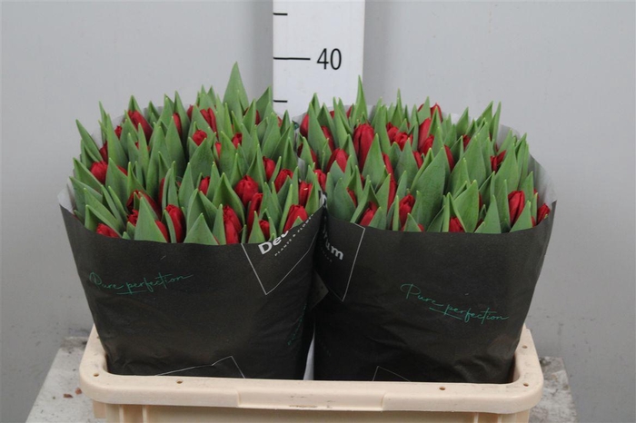 <h4>Tu En Dynamo</h4>