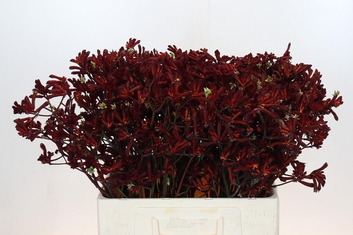 <h4>Anigozanthos Bush Ruby</h4>