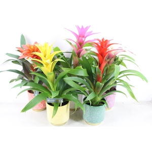 arr3 BS - Ker pot Havana x5