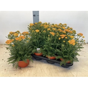 Achi Millefolium