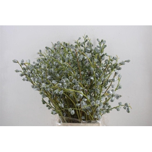 Euca Boule 300gram P Bunch