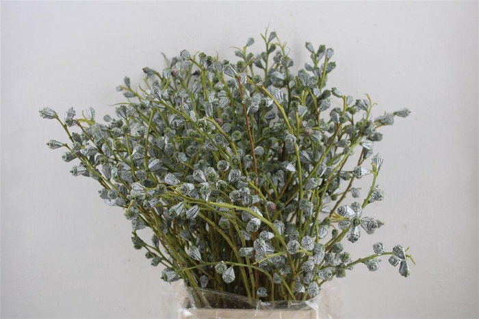 <h4>Euca Boule 300gram P Bunch</h4>