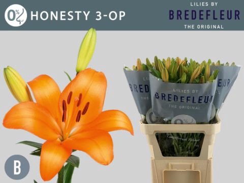 <h4>Li La Honesty 3 Op Bredefleur</h4>