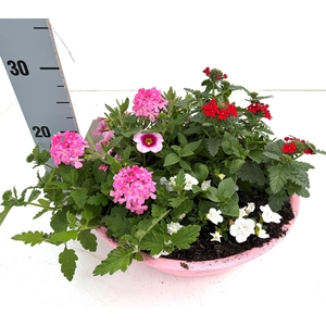 PERKPL GEM IN POT