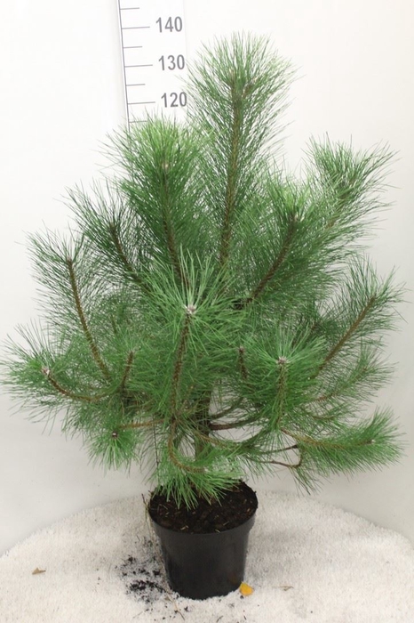 <h4>Pinus nigra</h4>