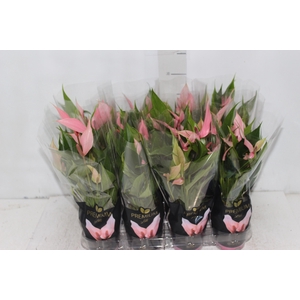 ANTHURIUM LILLI P09 PREMIUM