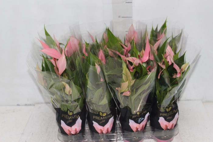 <h4>ANTHURIUM LILLI P09 PREMIUM</h4>