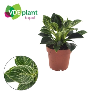 Philodendron overig