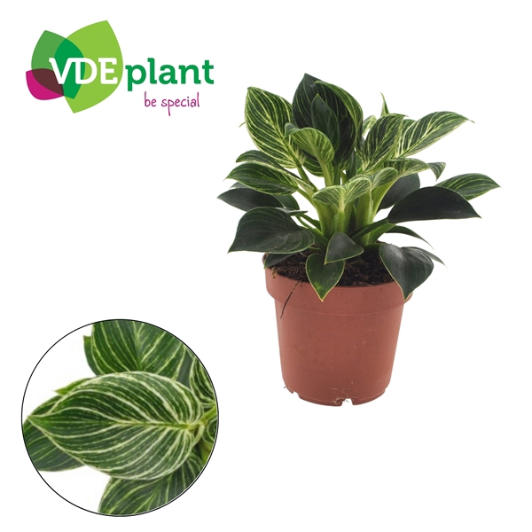 <h4>Philodendron overig</h4>