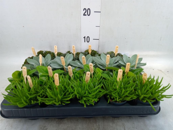 <h4>Planten  ..mix</h4>