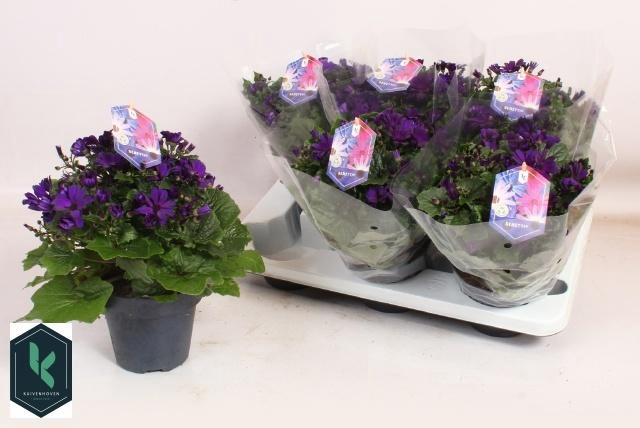 <h4>PERI C SEN MAG BLUE</h4>