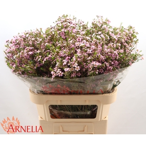 Chamelaucium Alouana
