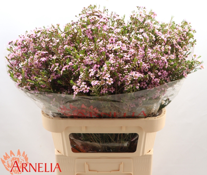 <h4>Chamelaucium Alouana</h4>