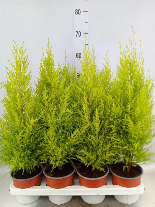 <h4>Cupressus macro. 'Goldcrest Wilma'</h4>