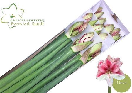 <h4>HIPP GA LIEVE</h4>