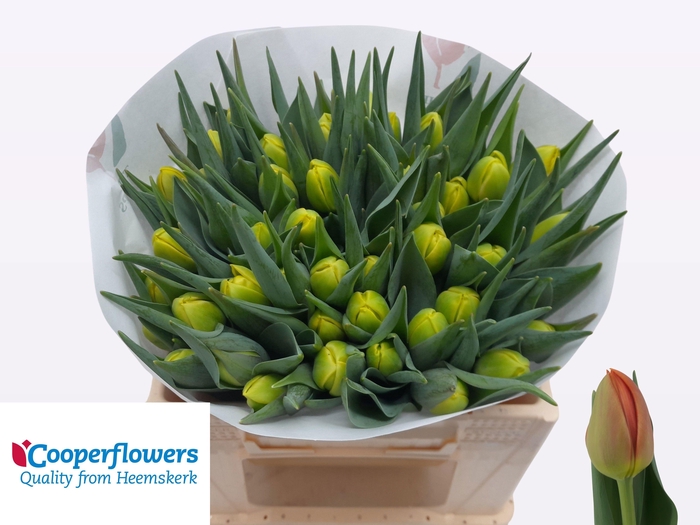 <h4>TU DU ICOON</h4>