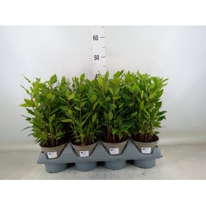 Laurus nobilis