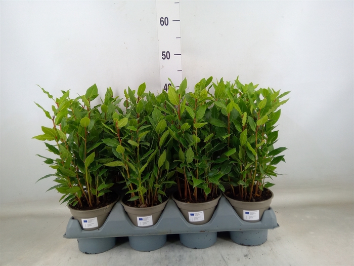 <h4>Laurus nobilis</h4>