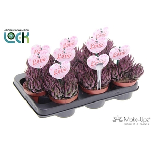 Haworthia Zebrina Make Upz moederdag