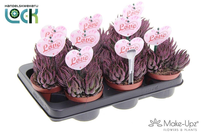 <h4>Haworthia Zebrina Make Upz moederdag</h4>