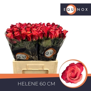 Rosa large flowered Helene