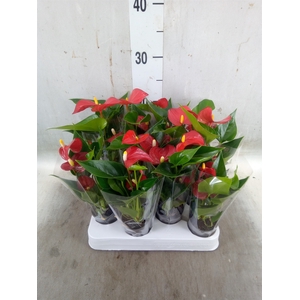 Anthurium andr. 'Micra'