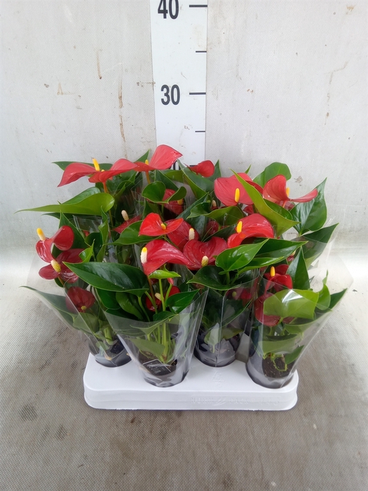 <h4>Anthurium andr. 'Micra'</h4>