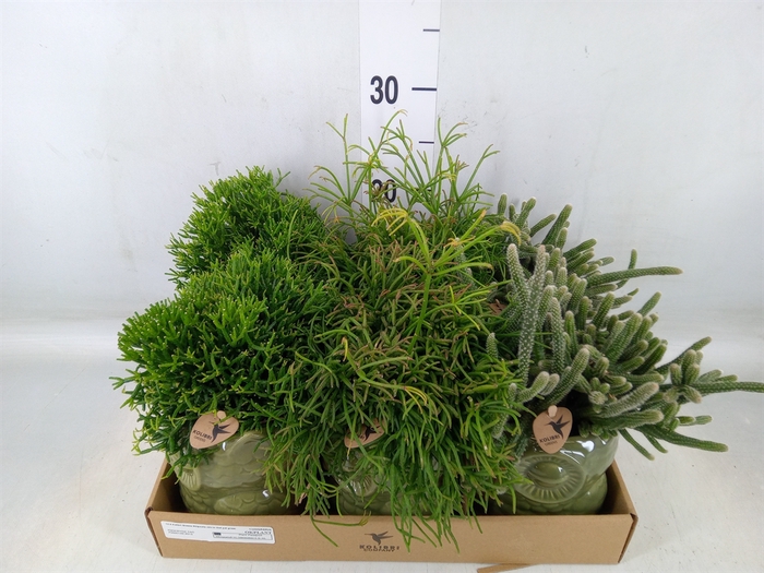 <h4>Rhipsalis   ...mix</h4>