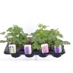 Delphinium Magic Fountains