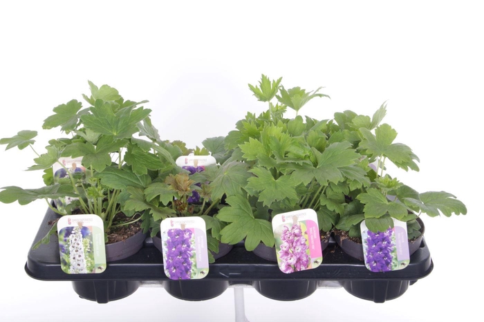 <h4>Delphinium Magic Fountains</h4>