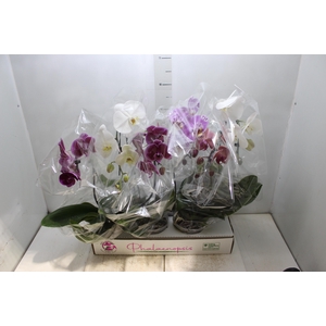PHALAENOPSIS CASCATA P15 MIN 5 FLS