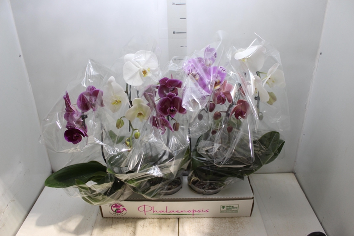 <h4>PHALAENOPSIS CASCATA P15 MIN 5 FLS</h4>