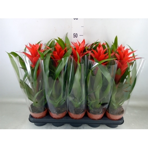 Guzmania  'Ostara'