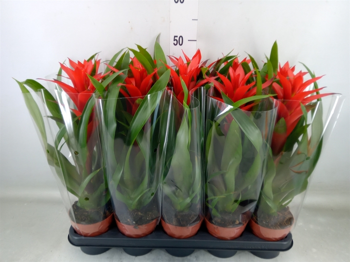 <h4>Guzmania  'Ostara'</h4>