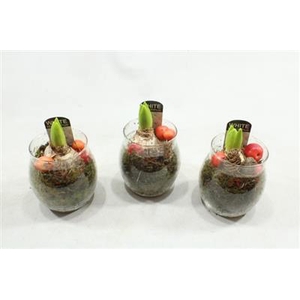 1137 BOLGLAASJE HYAC