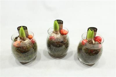 <h4>1137 BOLGLAASJE HYAC</h4>