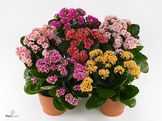 Kalanchoe blos. 'Serenity'   ...mix