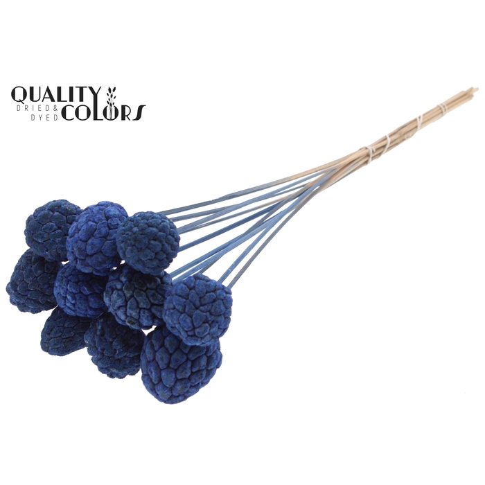 <h4>Atta Fruit on stem Bleached Blue</h4>